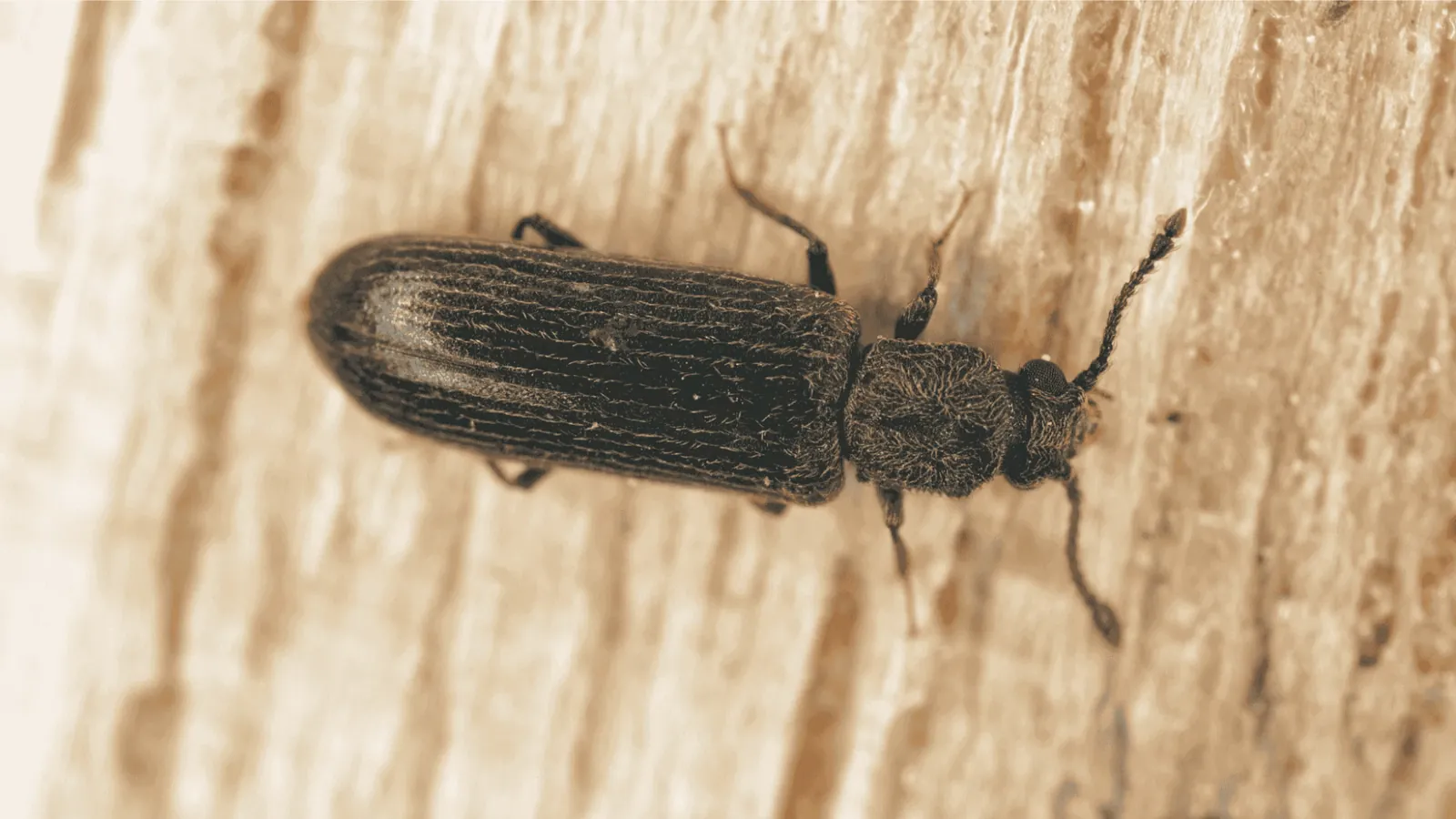 Insecte xylophage en gros plan à la surface d’une pièce de bois